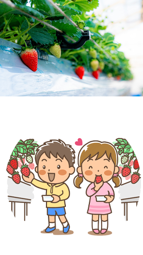 農業法人 株 ゆうゆう農場 イチゴ狩り